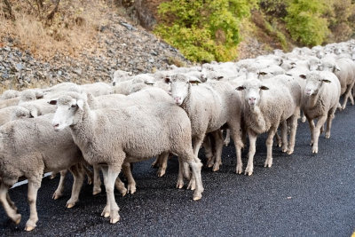 1376 sheep drive.jpg