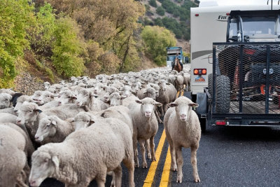1377 sheep drive.jpg