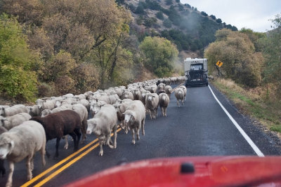 1380 sheep drive.jpg