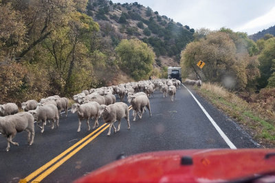 1381 sheep drive.jpg