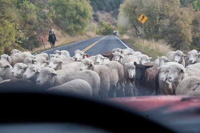 1382 sheep drive.jpg