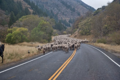 1388 sheep drive.jpg