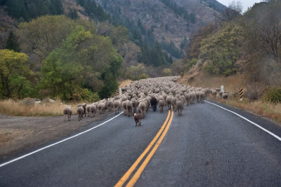 1389 sheep drive.jpg