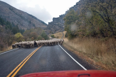 1391 sheep drive.jpg