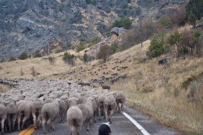 1395 sheep drive.jpg