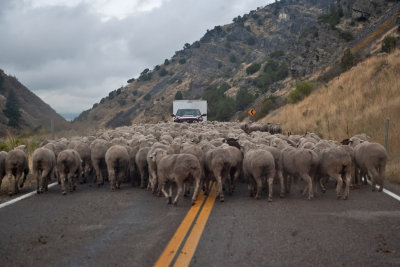 1396 sheep drive.jpg