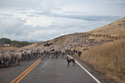 1397 sheep drive.jpg