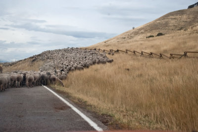 1398 sheep drive.jpg