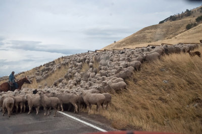 1399 sheep drive.jpg