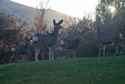 1426 Early morning visitors  Deer.jpg