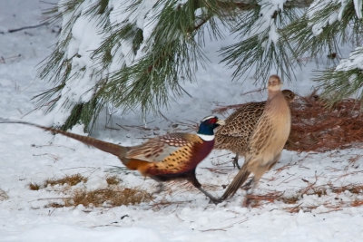 1657 Pheasants 2015.jpg