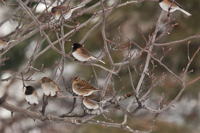 1792 small birds on tree.jpg