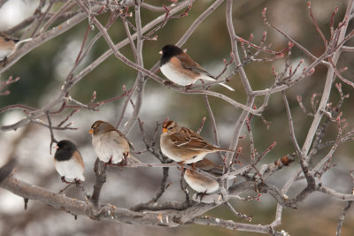 1792 small birds on tree A.jpg