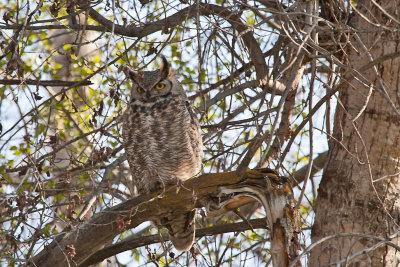 0383 great horned owl.jpg