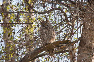 0384 great horned owl.jpg