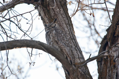 0401 great horned owl.jpg