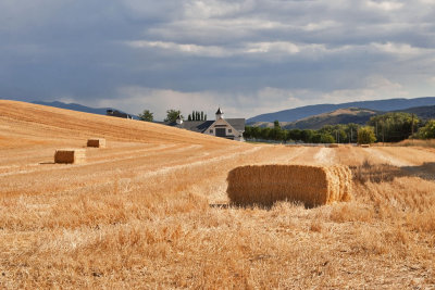 2773 Golden Hay.jpg