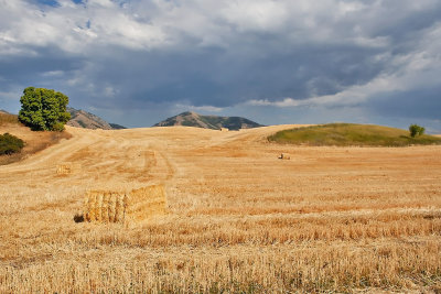 2774 Golden Hay.jpg