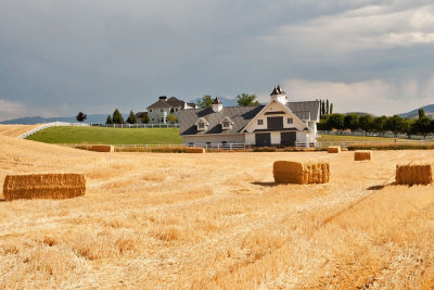 2776 Golden Hay.jpg