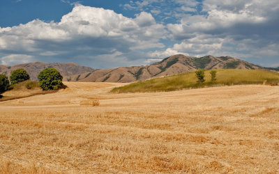 2777 Golden Hay.jpg