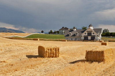 2778 Golden Hay.jpg