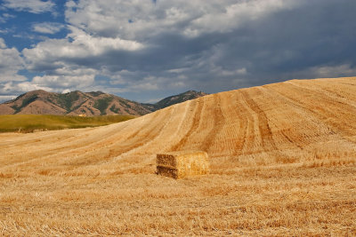 2779 Golden Hay.jpg