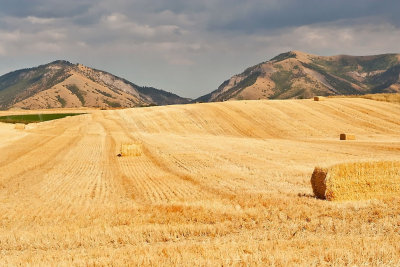 Wheat field Gallery