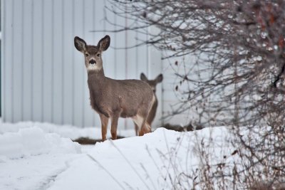 3219 deer.jpg