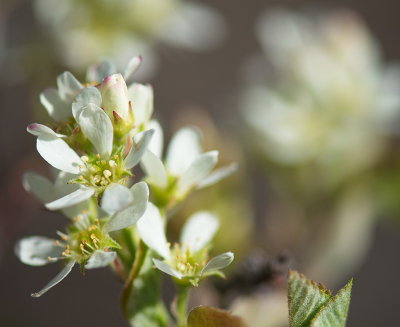 First Flowers