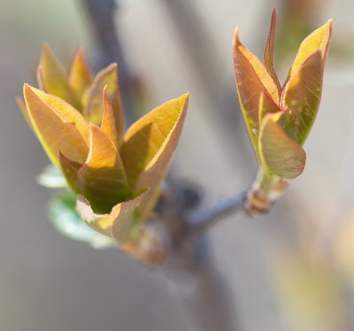 Unfurling Leaves