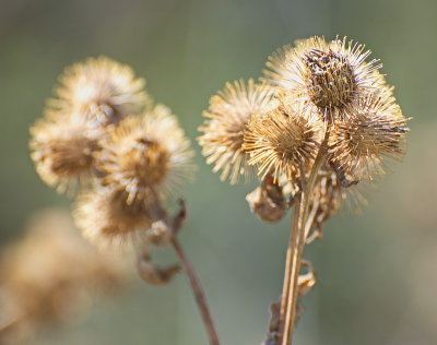 Thistles In The Sun (monopod)