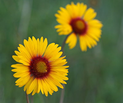 yellow_flowers