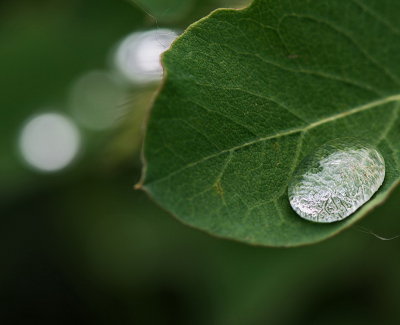 drops
