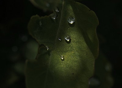 DSC_1127t2r2j.jpg