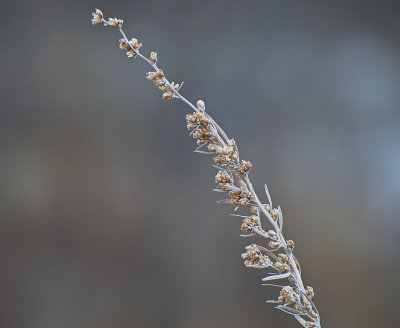 Twigs In January