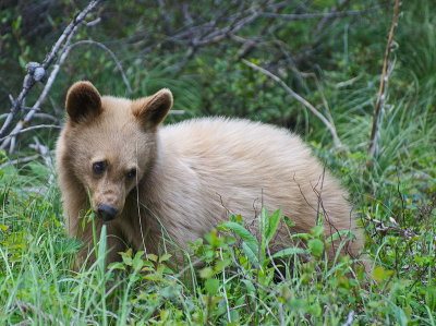 Young Cub