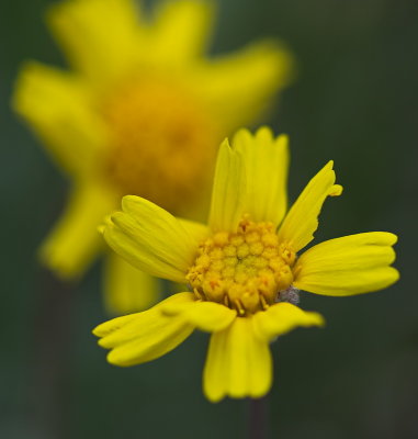 Yellow Ones