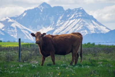 Mountain Cow