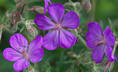Three Sisters