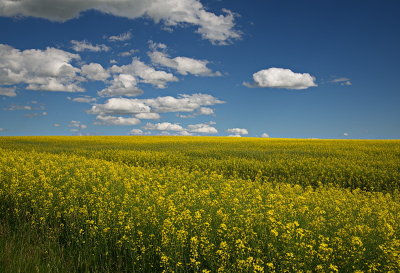 Canola