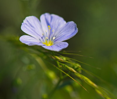 Tiny Purple Flower