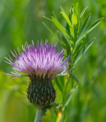 Thistle and Plant