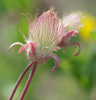 Some Kind of Itty Bitty Prairie Flower