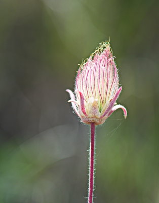 All By Itself