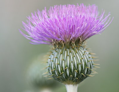 Thistle