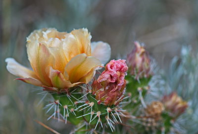 Cactus 2