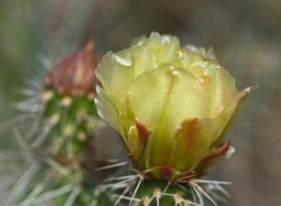 Cactus Too
