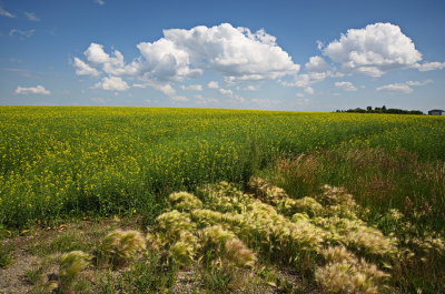 Canola and Weeds