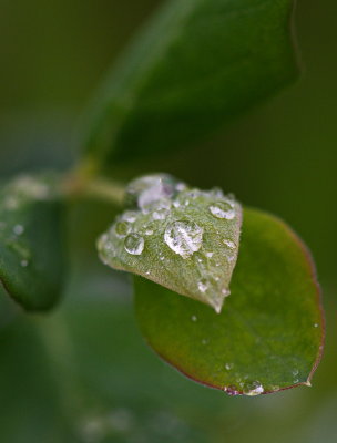 More Drops