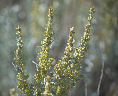 Weeds
